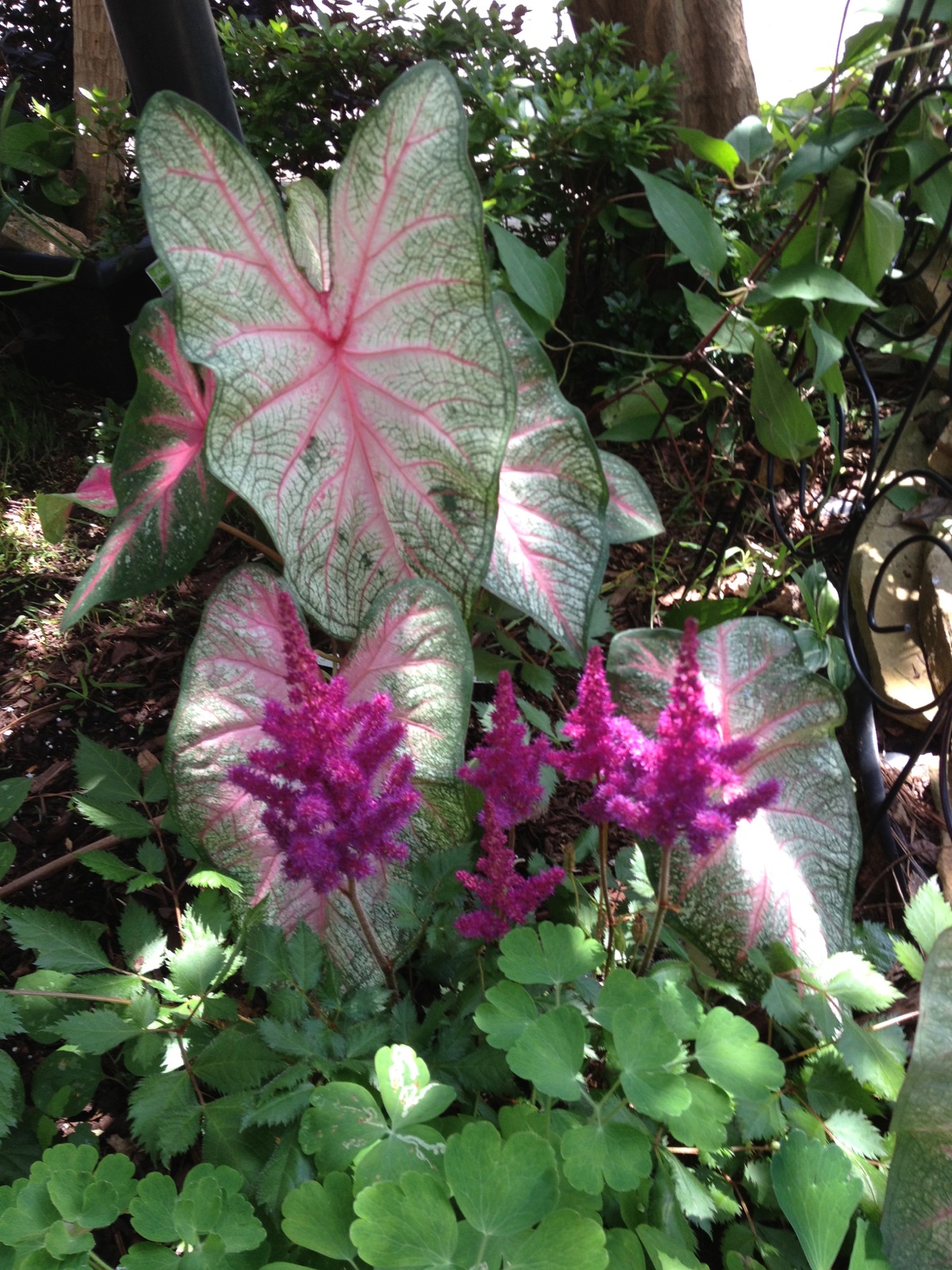 Image of Astilbes and Caladiums